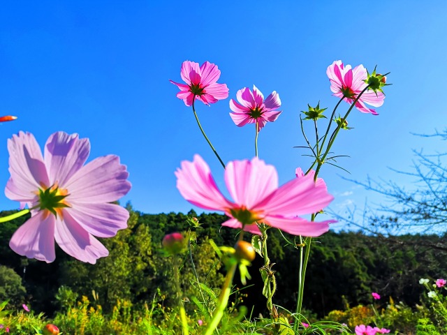 秋の花