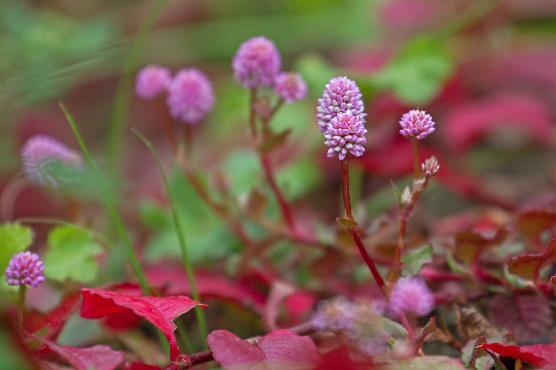 花 植物 ヒメツルソバ 壁紙19x1280 壁紙館