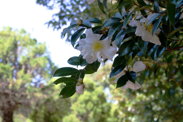 山茶花