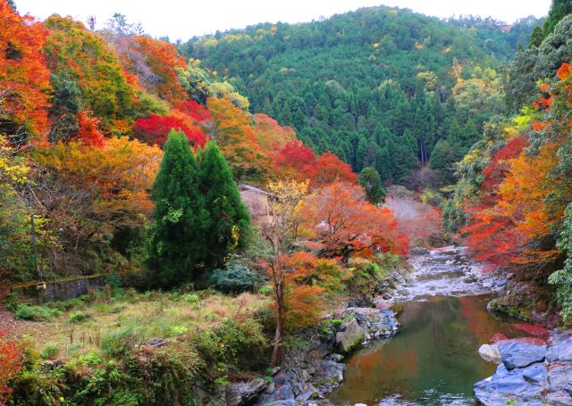 紅葉