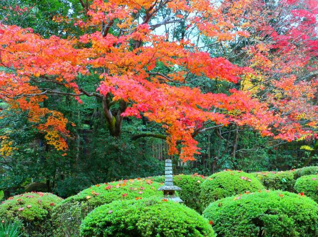 紅葉