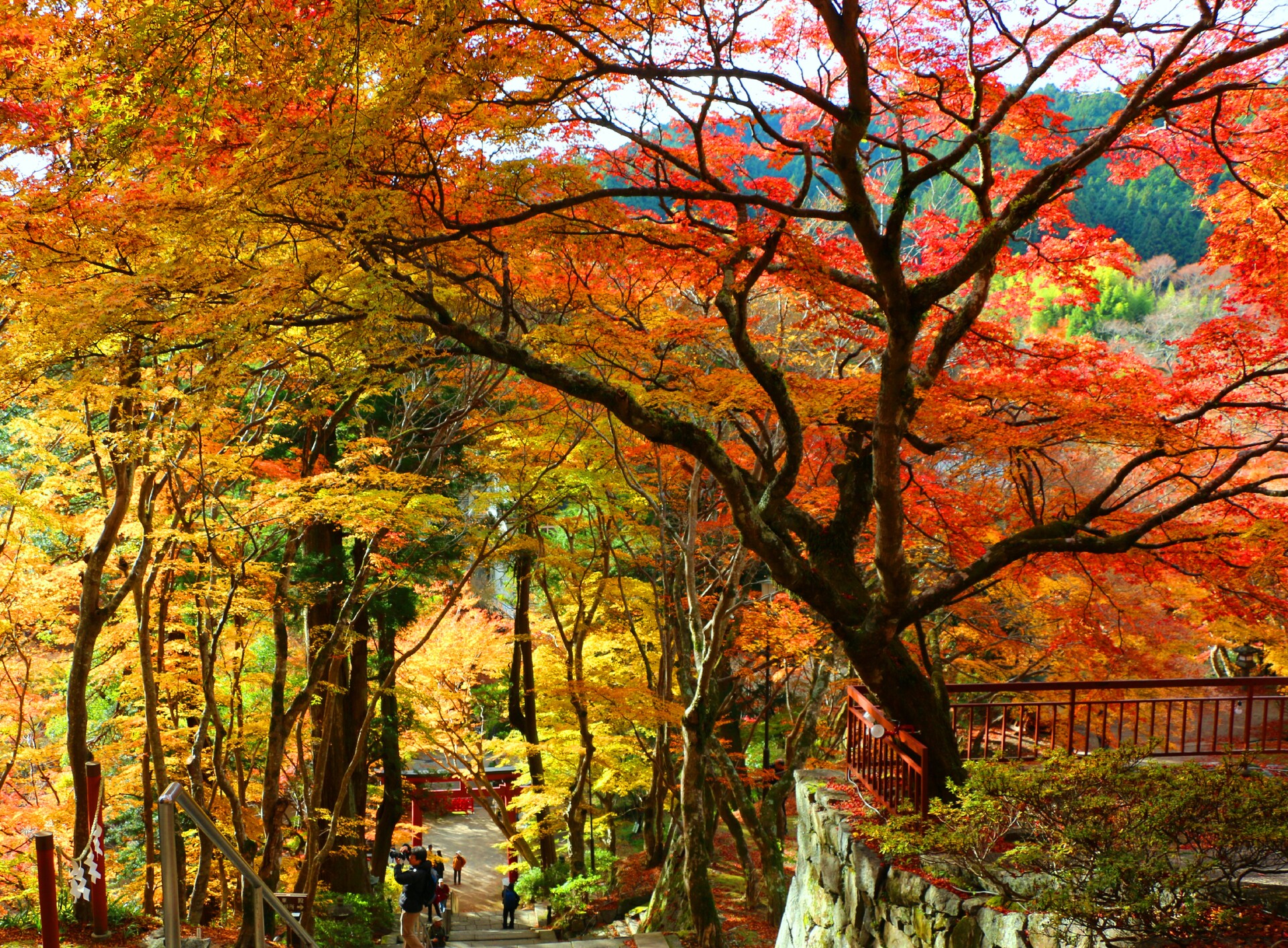日本の風景 紅葉 壁紙19x1413 壁紙館