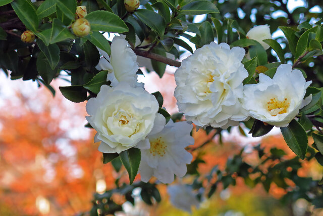 山茶花