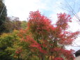 山間の紅葉