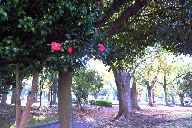 山茶花咲く公園