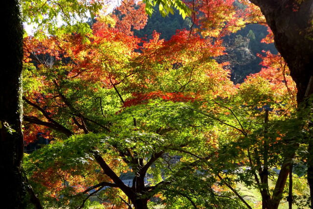 色付きが始まった紅葉