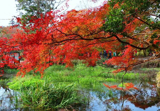 紅葉