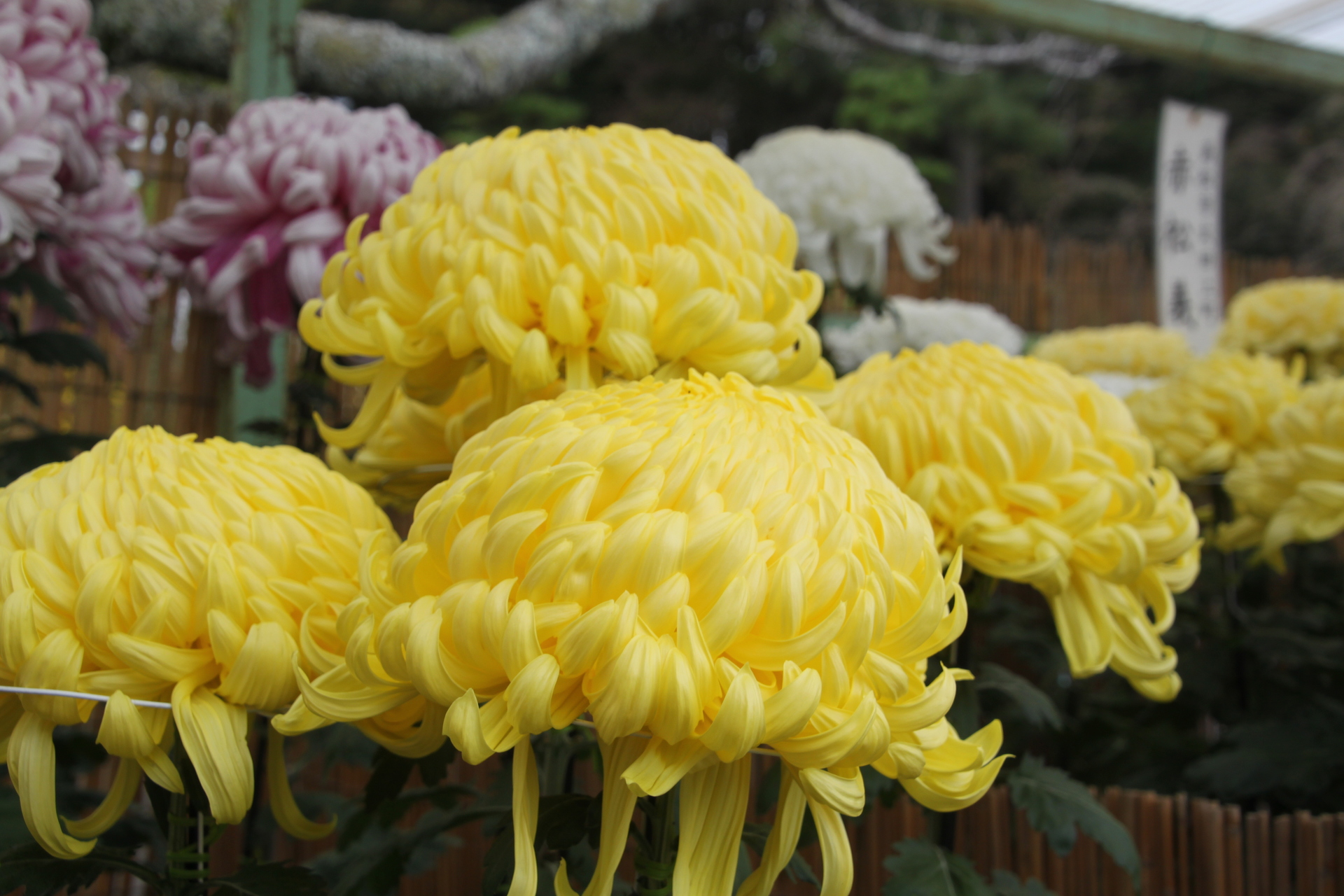 花 植物 黄色い菊 壁紙19x1280 壁紙館