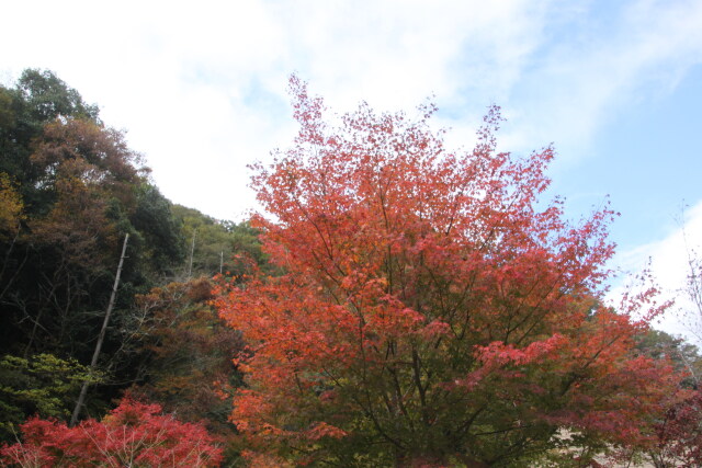 山間の紅葉一本