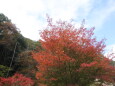 山間の紅葉一本