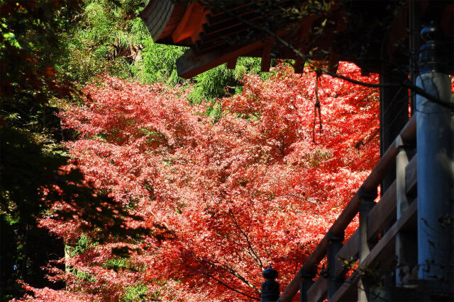 山寺 秋 3