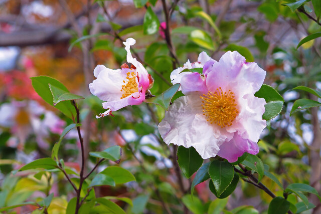 山茶花