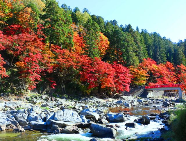 紅葉