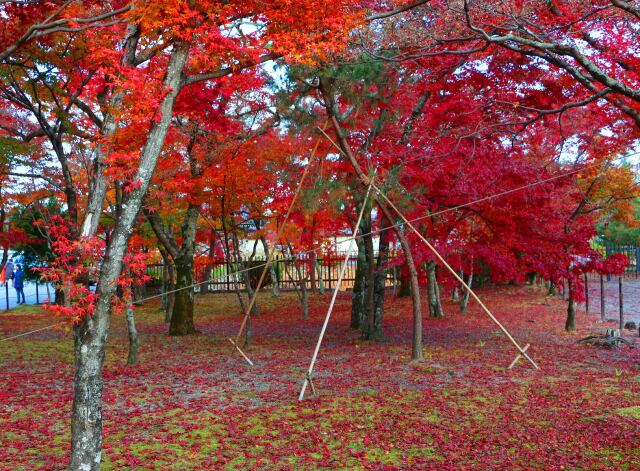 紅葉