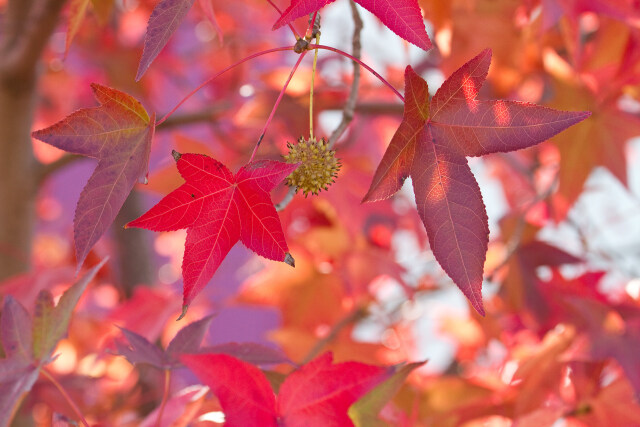 紅葉