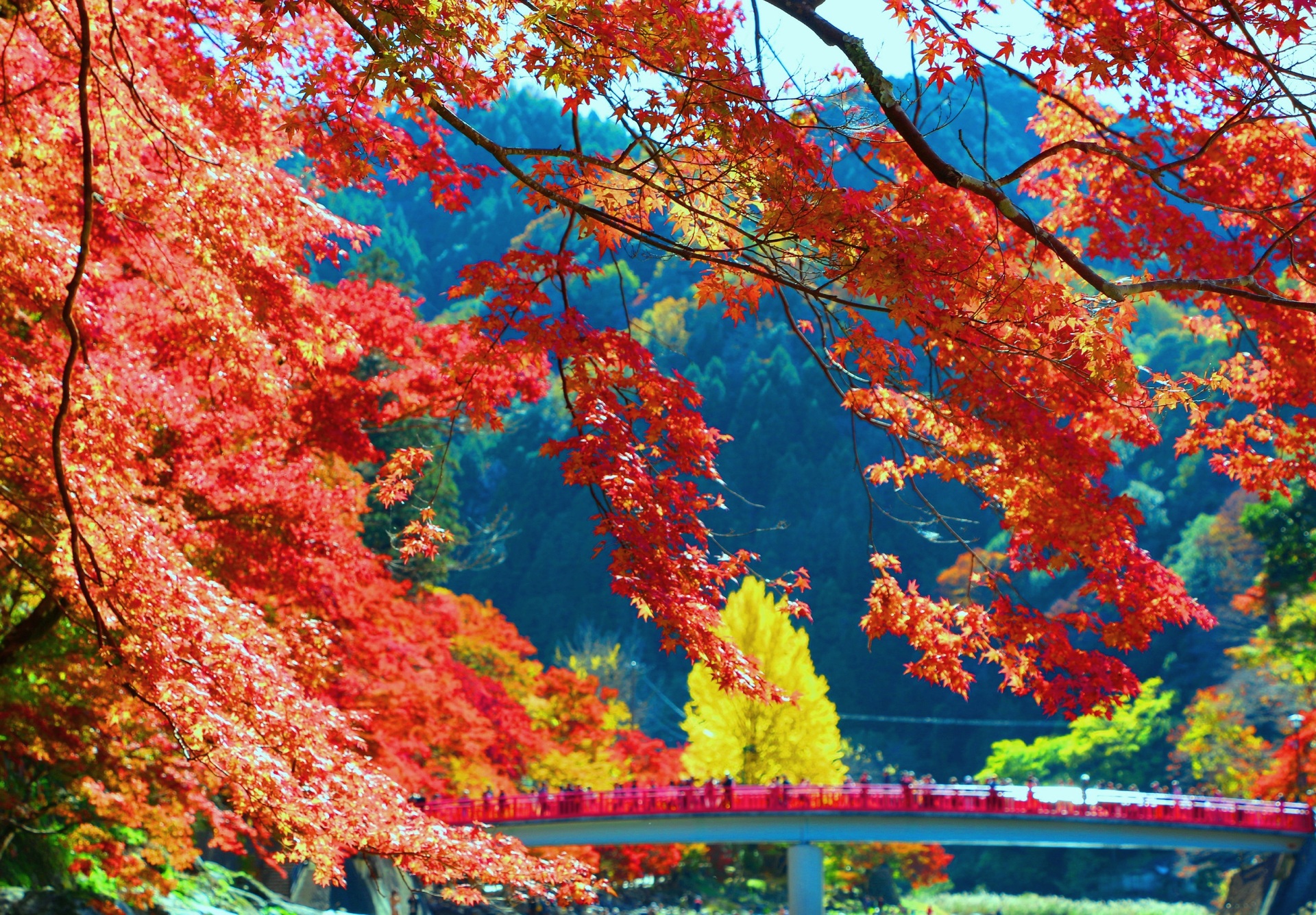 日本の風景 紅葉 壁紙19x1335 壁紙館