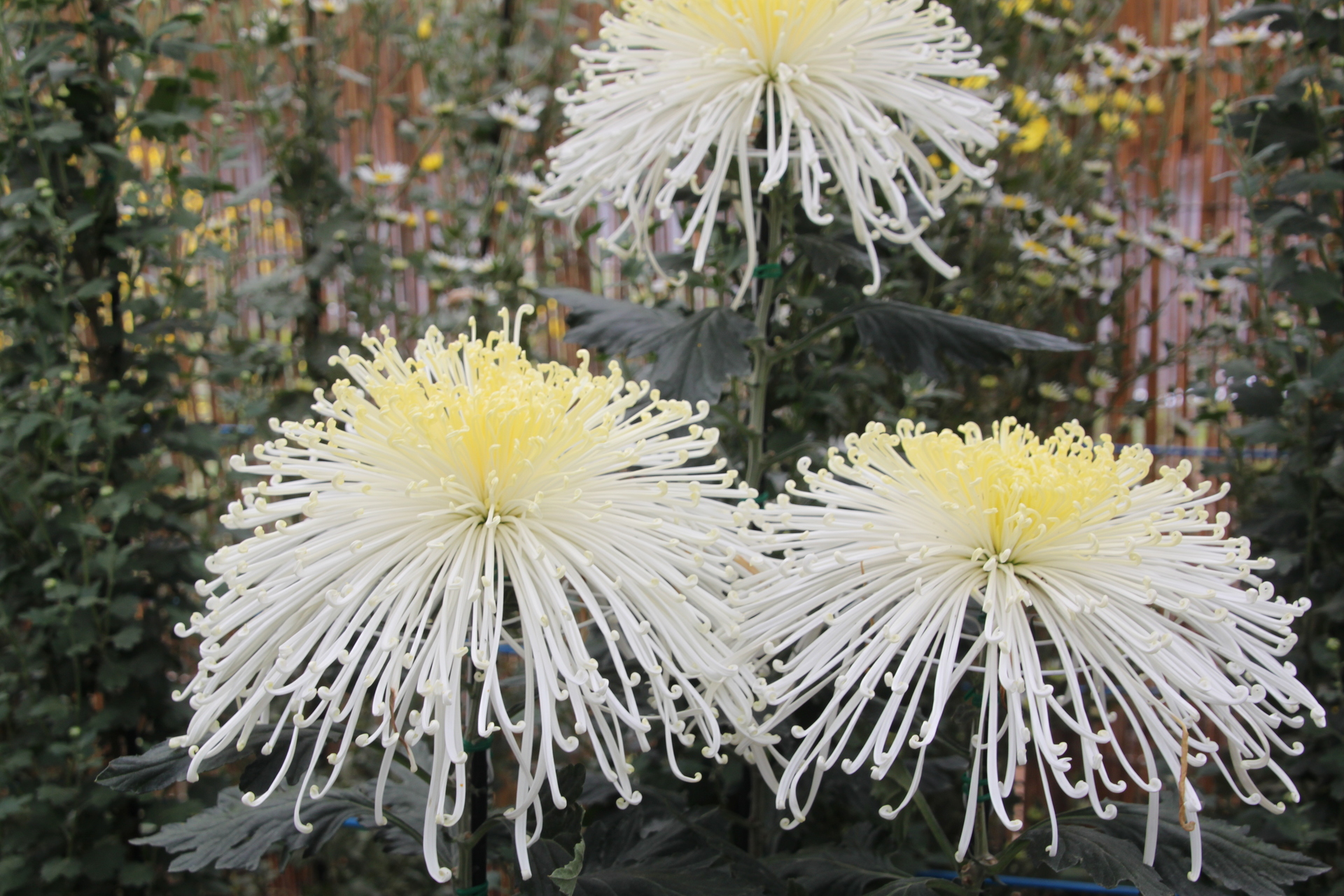 花 植物 白い菊 壁紙19x1280 壁紙館