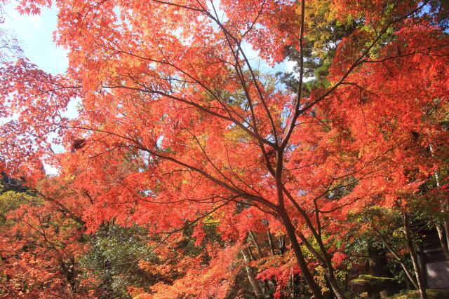 お寺の紅葉