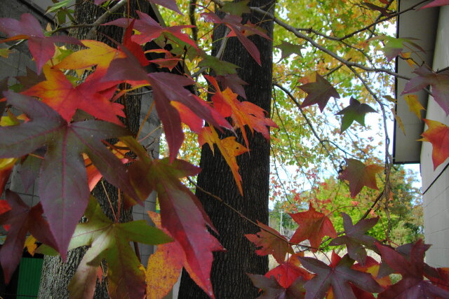 紅葉グラデーション