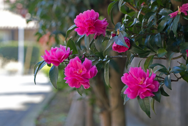 山茶花