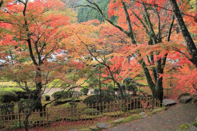 モミジの庭園