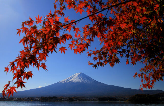 富士山を覆うもみじ