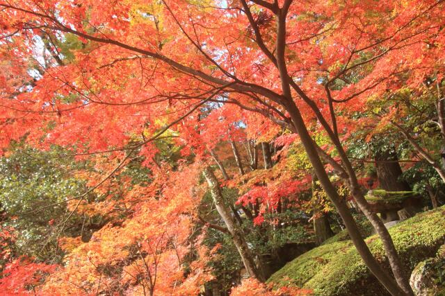 大窪寺の紅葉