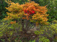 小さく紅葉