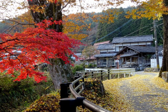 紅葉の田舎道