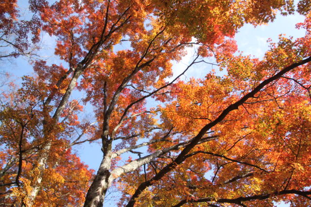 紅葉の山