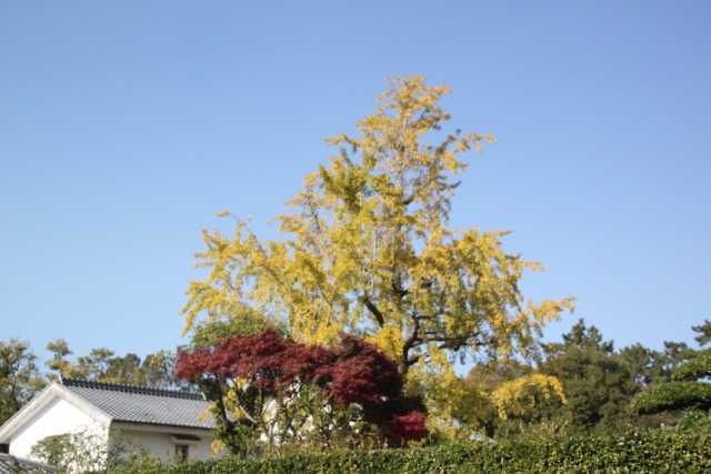 栗林公園のイチョウ