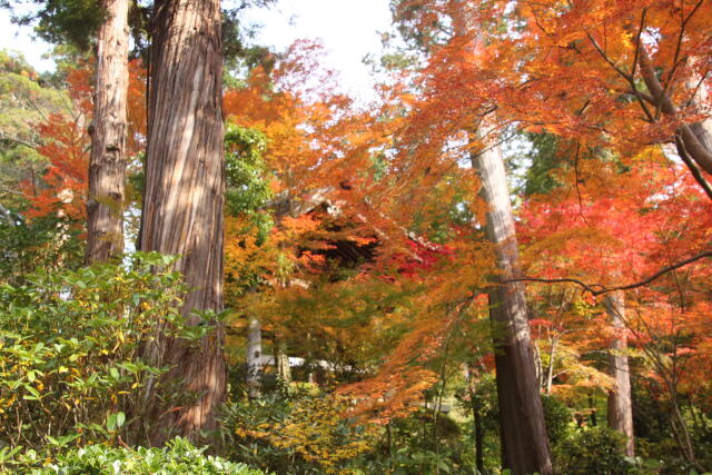 白峰寺の紅葉の森