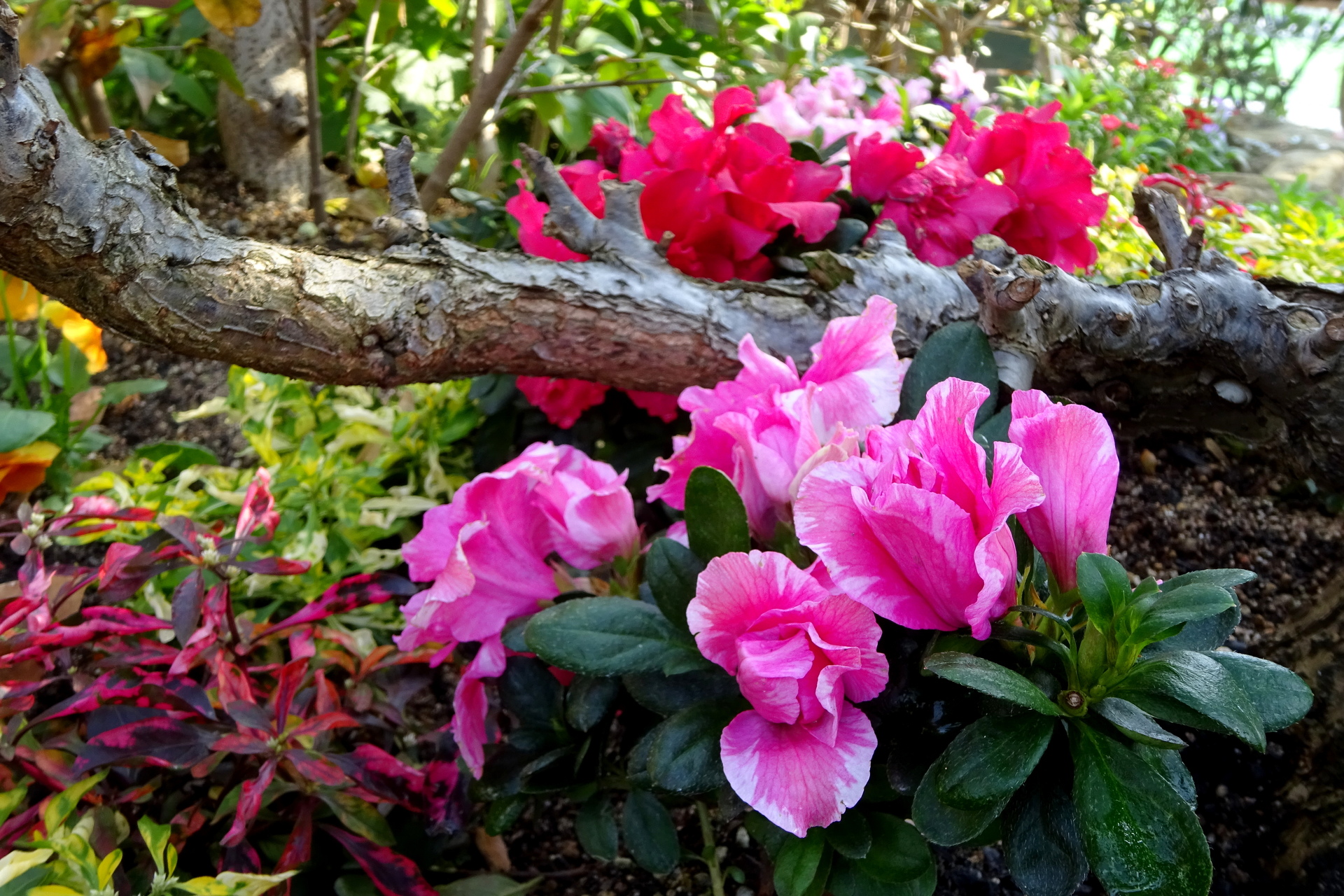 花 植物 綺麗なアザレアの花 壁紙19x1280 壁紙館