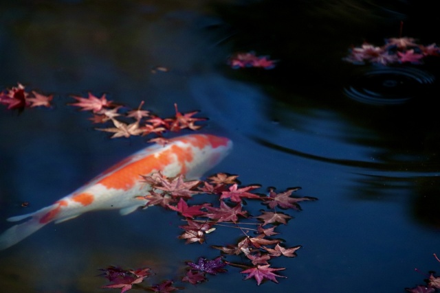 紅葉に鯉して