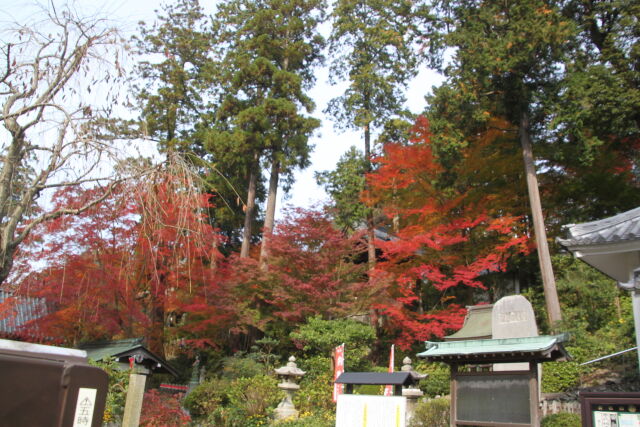 白峰寺の紅葉