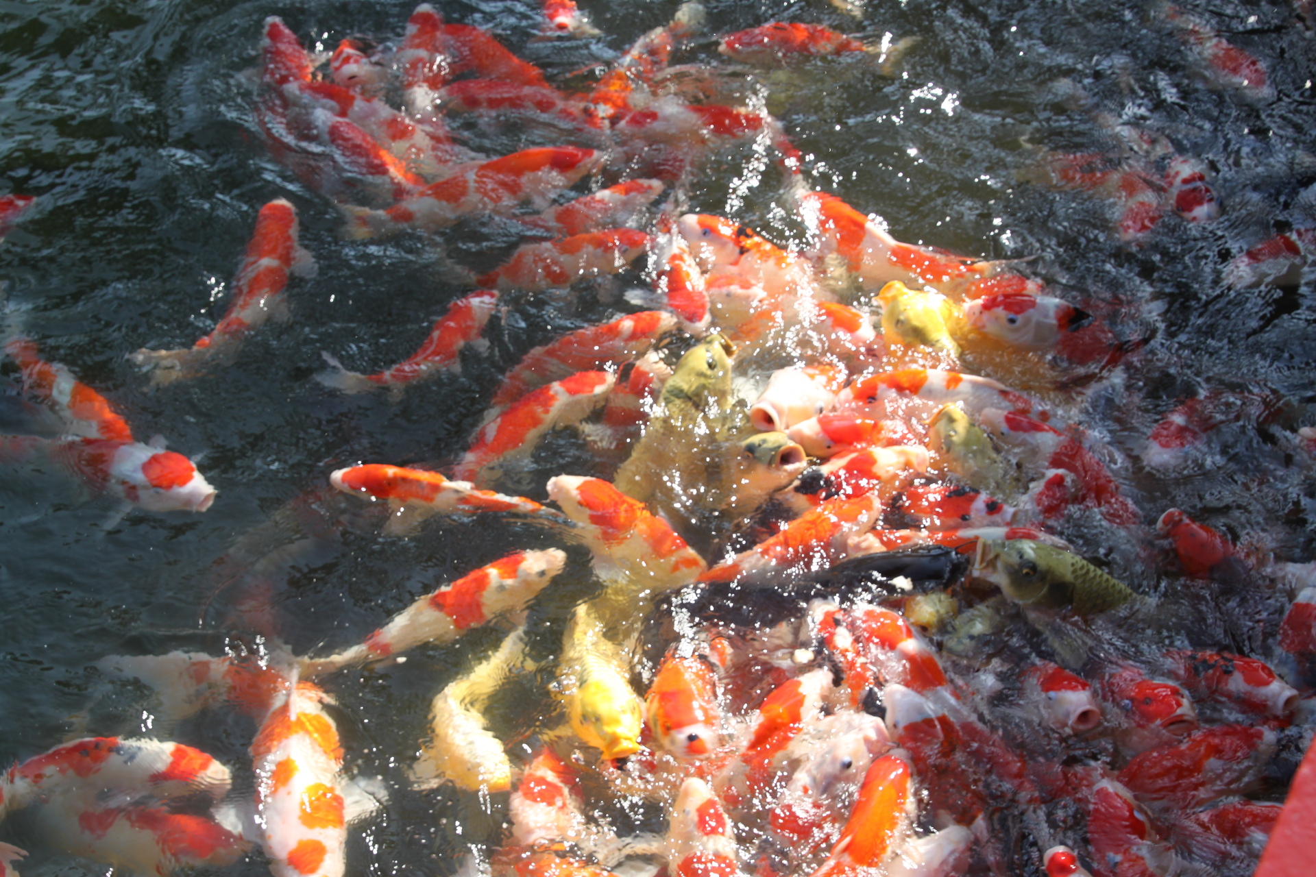 魚 水生生物 公園鯉 壁紙19x1280 壁紙館