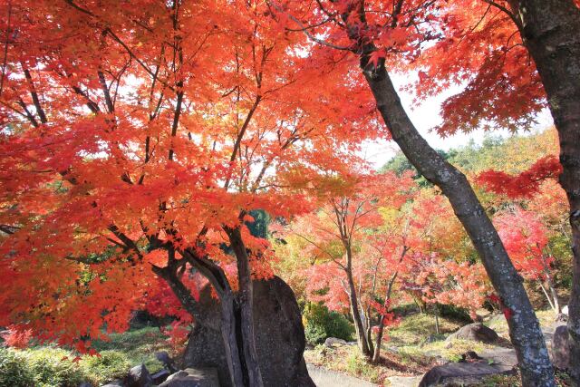 まんのう公園の紅葉谷