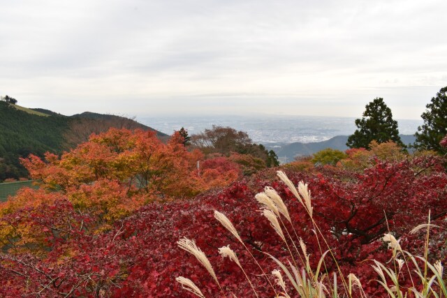 すすきと紅葉