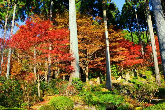 三千院秋