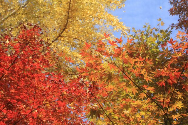 法泉寺の紅葉-2