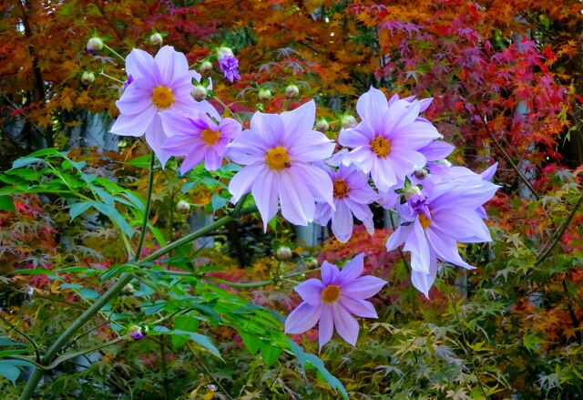 皇帝ダリアと紅葉