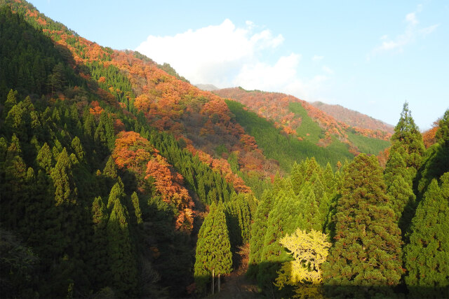 晩秋の山