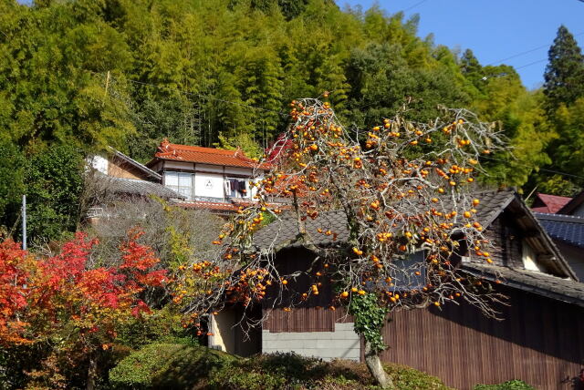 山村集落の秋