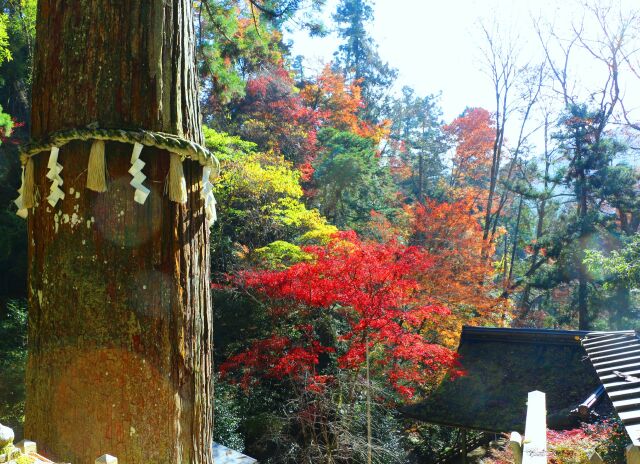 鞍馬寺秋