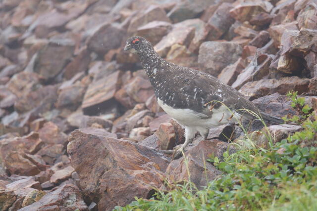 小蓮華山の雄雷鳥