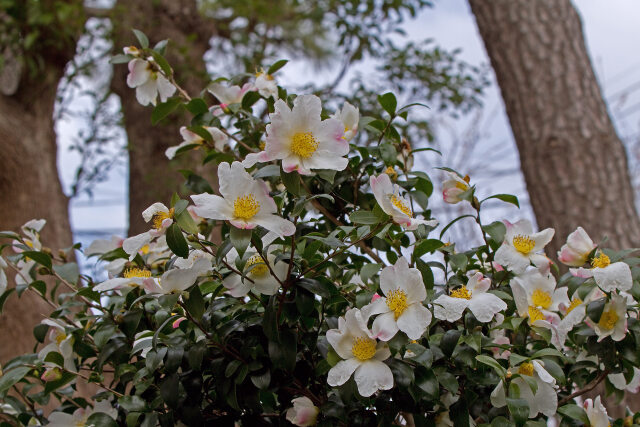 山茶花