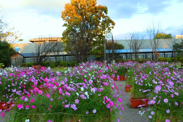 京都府立植物園秋