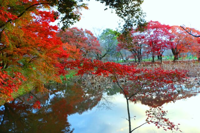 京都府立植物園秋