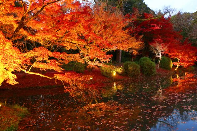 京都府立植物園秋