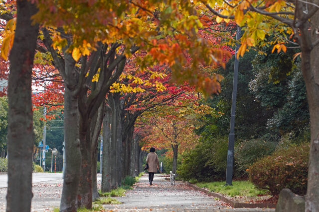 散歩道